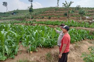 Sambang Petani Tumpangsari, Bhabinkamtibmas Purworejo Perkuat Ketahanan Pangan dan Kedekatan dengan Warga