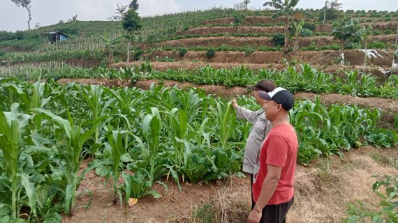 Sambang Petani Tumpangsari, Bhabinkamtibmas Purworejo Perkuat Ketahanan Pangan dan Kedekatan dengan Warga