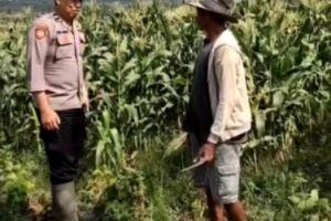 Bhabinkamtibmas Torongrejo Perkuat Ketahanan Pangan dan Kamtibmas Lewat Sambang Petani Jagung Manis