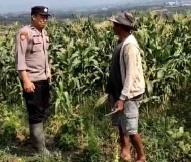 Bhabinkamtibmas Torongrejo Perkuat Ketahanan Pangan dan Kamtibmas Lewat Sambang Petani Jagung Manis
