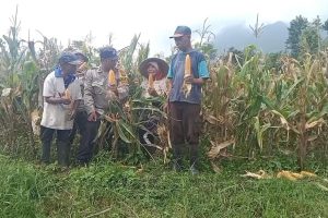 Panen Jagung Manis Bersama Petani, Bhabinkamtibmas Songgokerto Dukung Ketahanan Pangan Nasional dan Serap Aspirasi Warga