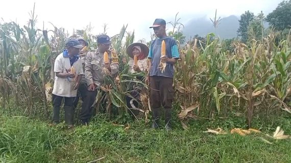 Panen Jagung Manis Bersama Petani, Bhabinkamtibmas Songgokerto Dukung Ketahanan Pangan Nasional dan Serap Aspirasi Warga