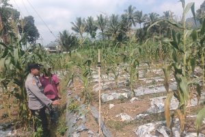 Patroli Dialogis di Lahan Pertanian, Bhabinkamtibmas Waturejo Dukung Produktifitas Petani Jagung Manis