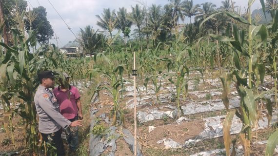 Patroli Dialogis di Lahan Pertanian, Bhabinkamtibmas Waturejo Dukung Produktifitas Petani Jagung Manis