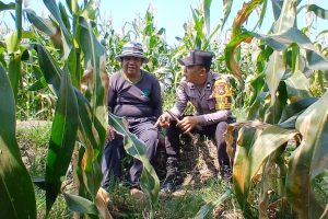 Bhabinkamtibmas Bumiaji Turun ke Lahan Jagung, Perkuat Ketahanan Pangan dan Semangat Petani