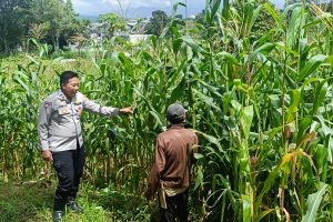 Bhabinkamtibmas Pesanggrahan Perkuat Ketahanan Pangan, Sambangi Petani Jagung Manis di Dusun Srebet
