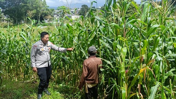 Bhabinkamtibmas Pesanggrahan Perkuat Ketahanan Pangan, Sambangi Petani Jagung Manis di Dusun Srebet