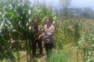 Sambang Petani Jagung Manis, Bhabinkamtibmas Pesanggrahan Dorong Ketahanan Pangan dan Kesejahteraan Petani