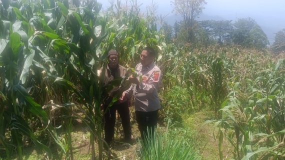 Sambang Petani Jagung Manis, Bhabinkamtibmas Pesanggrahan Dorong Ketahanan Pangan dan Kesejahteraan Petani