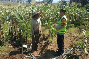 Bhabinkamtibmas Tulungrejo Sambang Petani Jagung di Junggo, Wujud Nyata Dukungan Polri terhadap Ketahanan Pangan