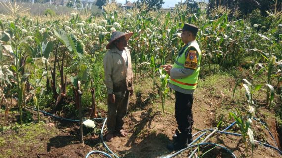 Bhabinkamtibmas Tulungrejo Sambang Petani Jagung di Junggo, Wujud Nyata Dukungan Polri terhadap Ketahanan Pangan