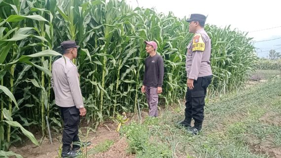 Bhabinkamtibmas Bulukerto Dampingi Petani Jagung Manis, Perkuat Sinergi Dukung Ketahanan Pangan
