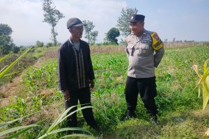 Bhabinkamtibmas Tlekung Turun ke Lahan Pertanian, Berikan Motivasi Petani Jagung Demi Perkuat Ketahanan Pangan