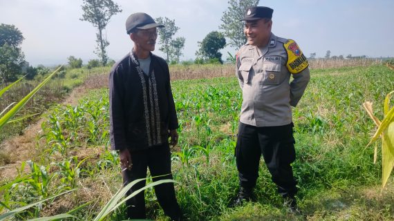 Bhabinkamtibmas Tlekung Turun ke Lahan Pertanian, Berikan Motivasi Petani Jagung Demi Perkuat Ketahanan Pangan