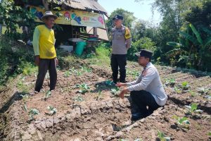 Bhabinkamtibmas Desa Beji Sambang Petani Sayur Brungkul, Wujud Nyata Dukungan Ketahanan Pangan P2L