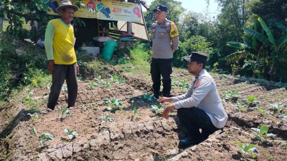 Bhabinkamtibmas Desa Beji Sambang Petani Sayur Brungkul, Wujud Nyata Dukungan Ketahanan Pangan P2L