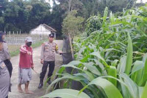 Sambang Petani Jagung Manis, Polsek Pujon Serap Aspirasi dan Dukung Ketahanan Pangan Warga