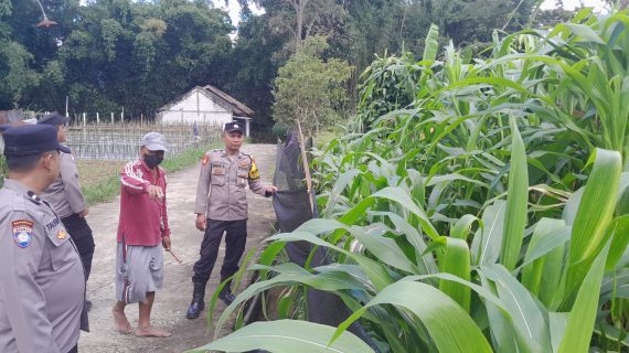 Sambang Petani Jagung Manis, Polsek Pujon Serap Aspirasi dan Dukung Ketahanan Pangan Warga
