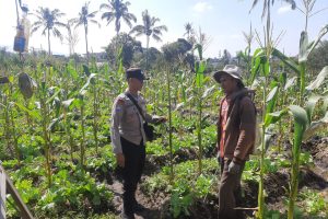 Bhabinkamtibmas Giripurno Sambangi Petani Tumpangsari, Dorong Produktifitas Pertanian dan Ketahanan Pangan
