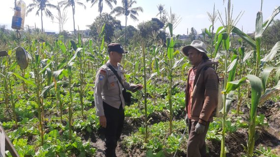 Bhabinkamtibmas Giripurno Sambangi Petani Tumpangsari, Dorong Produktifitas Pertanian dan Ketahanan Pangan