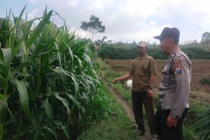 Bhabinkamtibmas Pandesari Sambang Petani di Lahan, Dukung Ketahanan Pangan dan Serap Aspirasi Masyarakat