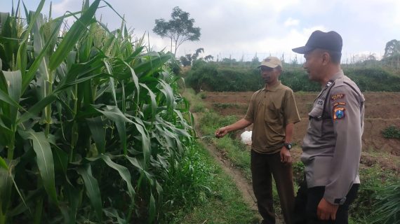 Bhabinkamtibmas Pandesari Sambang Petani di Lahan, Dukung Ketahanan Pangan dan Serap Aspirasi Masyarakat