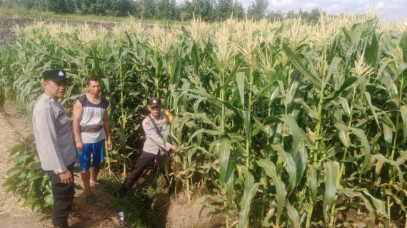 Bhabinkamtibmas Giripurno Dampingi Petani Tumpang Sari, Siap Bantu Pengadaan Bibit Jagung Pipil untuk Dukung Ketahanan Pangan