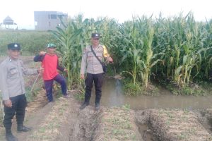 Bhabinkamtibmas Giripurno Perkuat Ketahanan Pangan, Dampingi Petani Tumpang Sari Jagung, Sawi, dan Bawang Prei