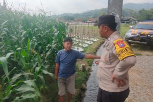 Bhabinkamtibmas Kasembon Sambang Petani Jagung Manis, Serap Aspirasi dan Dukung Produktifitas Pertanian Warga