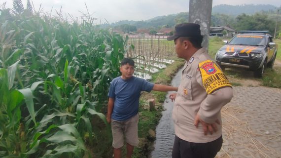 Bhabinkamtibmas Kasembon Sambang Petani Jagung Manis, Serap Aspirasi dan Dukung Produktifitas Pertanian Warga