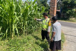 Bhabinkamtibmas Mulyorejo Sambang Petani Jagung Manis, Perkuat Ketahanan Pangan dan Serap Aspirasi Warga