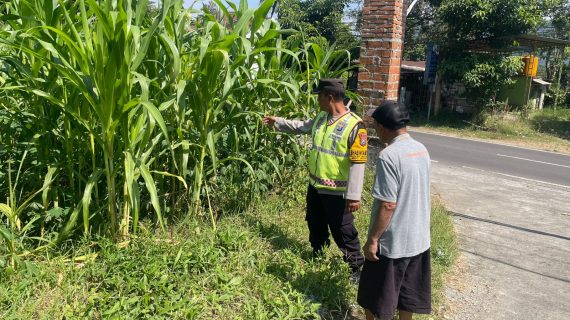 Bhabinkamtibmas Mulyorejo Sambang Petani Jagung Manis, Perkuat Ketahanan Pangan dan Serap Aspirasi Warga