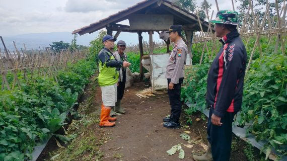 Camat dan Kapolsek Junrejo Turun ke Lahan Sayur, Perkuat Program P2L Demi Ketahanan Pangan Kota Batu