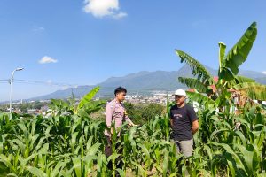 Bhabinkamtibmas Pandanrejo Turun ke Lahan, Serap Keluhan Petani Jagung Manis yang Terdampak Kondisi Tanah