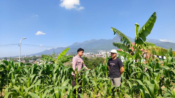Bhabinkamtibmas Pandanrejo Turun ke Lahan, Serap Keluhan Petani Jagung Manis yang Terdampak Kondisi Tanah