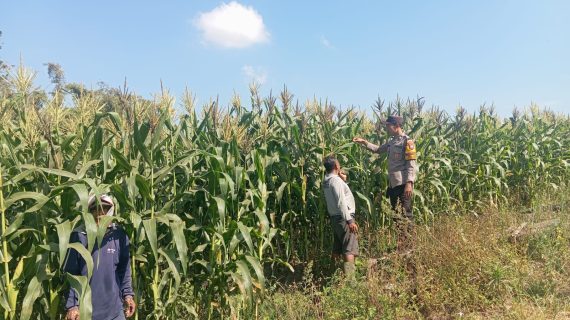 Bhabinkamtibmas Kelurahan Sisir Sambang Petani Jagung Manis, Ingatkan Waspada Pencurian Hasil Panen Jelang Masa Panen