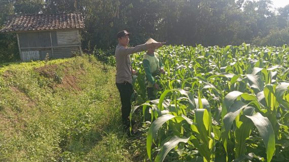 Sambang Petani Jagung Manis, Bhabinkamtibmas Sisir Ingatkan Waspada Pencurian Hasil Pertanian