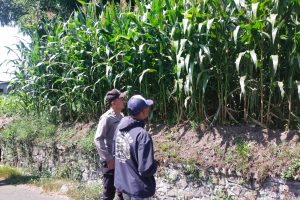 Bhabinkamtibmas Turun ke Lahan Jagung, Serap Aspirasi Petani dan Perkuat Ketahanan Pangan di Pandesari