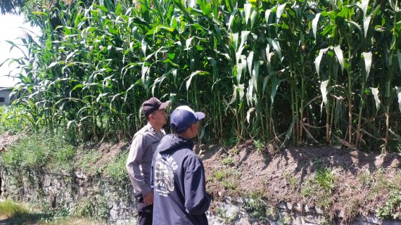 Bhabinkamtibmas Turun ke Lahan Jagung, Serap Aspirasi Petani dan Perkuat Ketahanan Pangan di Pandesari