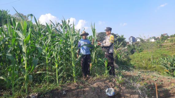 Bhabinkamtibmas Giripurno Sambang Petani Jagung Manis, Perkuat Sinergi untuk Dukung Ketahanan Pangan