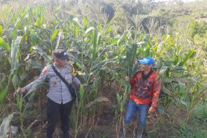 Bhabinkamtibmas Giripurno Sambang Petani Jagung Manis, Perkuat Sinergi Ketahanan Pangan dan Siap Dukung Pengadaan Bibit Jagung Pipil