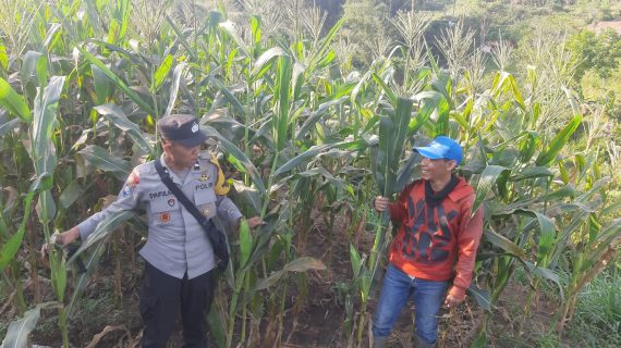 Bhabinkamtibmas Giripurno Sambang Petani Jagung Manis, Perkuat Sinergi Ketahanan Pangan dan Siap Dukung Pengadaan Bibit Jagung Pipil