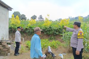 Bhabinkamtibmas Punten Turun ke Ladang, Dengar Aspirasi Petani Jagung Manis dan Perkuat Ketahanan Pangan