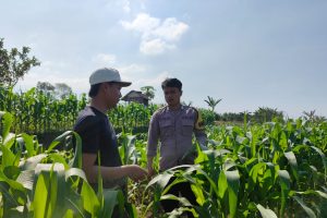 Bhabinkamtibmas Pandanrejo Sambang Petani Jagung Manis, Perkuat Sinergi Demi Ketahanan Pangan