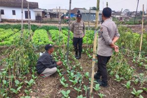 Ketahanan Pangan P2L, Aiptu Sugiyanto Sambangi Petani Tumpangsari Cabai dan Sawi di Pandesari