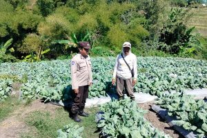 Dukung Ketahanan Pangan P2L, Ps. Kanit Binmas Polsek Junrejo Sambang Petani Sayur Brungkul