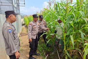 Sambang Petani Jagung Pipil, Briptu Aldian Serap Aspirasi Petani dan Perkuat Ketahanan Pangan