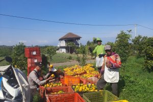 Panen Raya Jeruk Madu Pontianak Giripurno, Aipda Syaifuloh Perkuat Sinergi Petani Demi Ketahanan Pangan