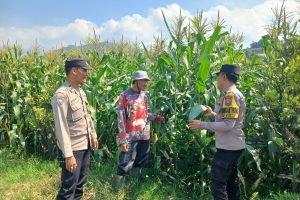 Perkuat Ketahanan Pangan, Aipda Andry Sambang Petani Jagung Gunungsari