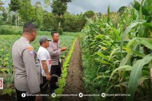 Jagung Pipil Jadi Pakan Ternak, Aipda Ainul Heri Perkuat Sinergi dengan Petani Bendosari Dukung Ketahanan Pangan